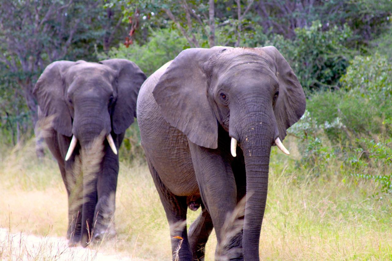 Gwango Elephant Lodge Dete Exterior foto