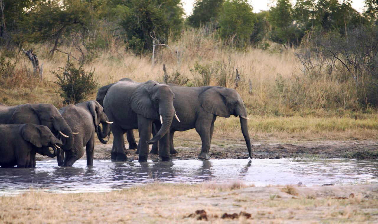 Gwango Elephant Lodge Dete Exterior foto